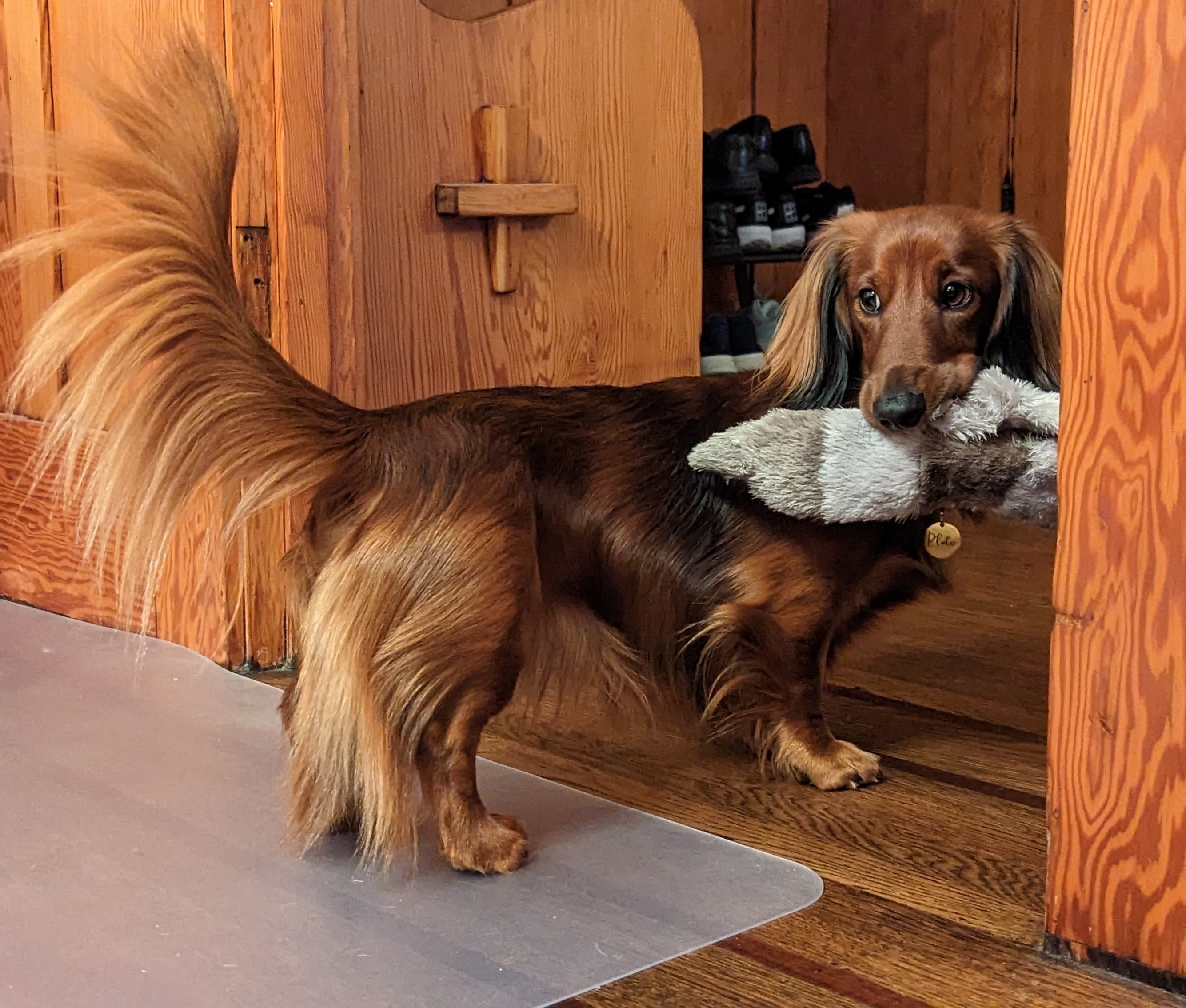 Pluto the Dachshund @plutoinoakland